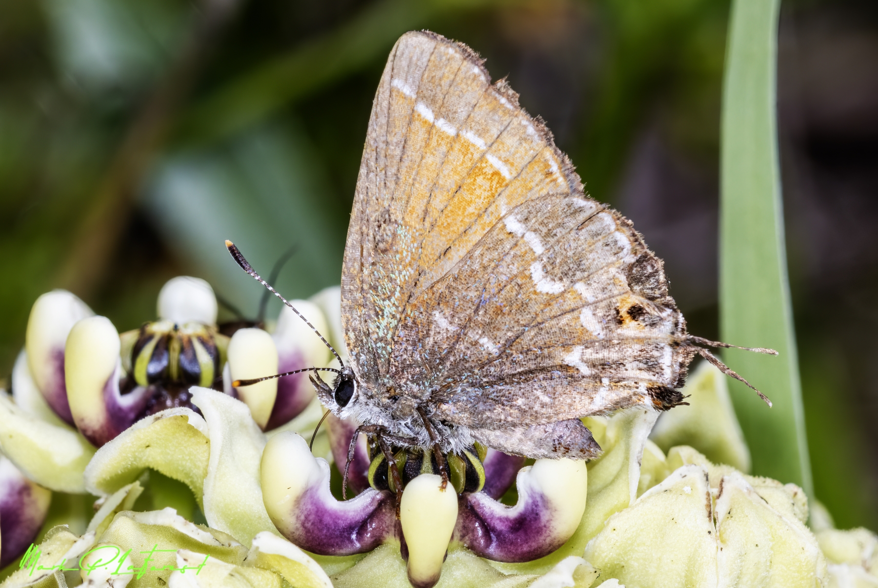 /gallery/north_america/USA/Texas/austin/Orange Hairstreak 2023-001_med.jpg